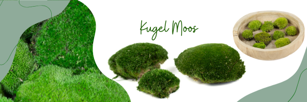 Kugel Moos Phocealys